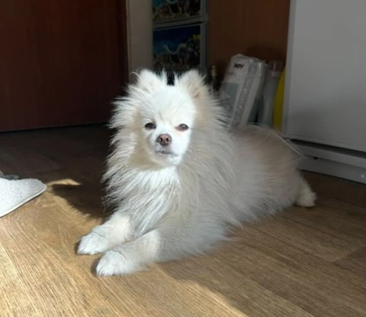 u-kyievi-bilia-pivdennoho-vokzalu-znaishly-shpitsa-ukraintsiv-zaklykaiut-dopomohty-znaity-vlasnyka