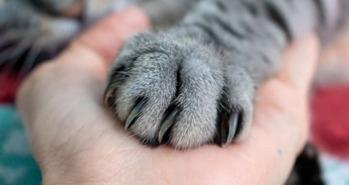 onychectomy-awareness-day-and-payday-in-advance-what-else-is-celebrated-on-march-29