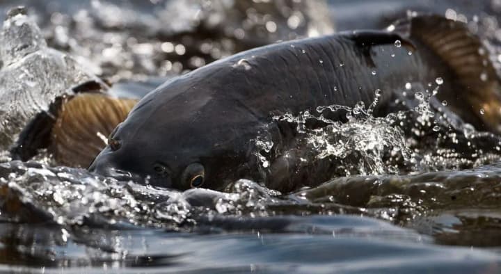 the-spawning-ban-on-fishing-starts-in-ukraine-on-april-1