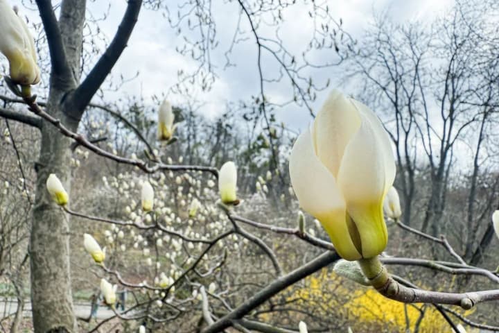 its-real-spring-outside-cherry-blossoms-and-magnolias-have-started-blooming-in-kyiv