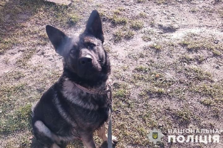 v-ternopolskoi-oblasti-nemetskaya-ovcharka-napala-na-11-letnyuyu-devochku-rebenok-v-bolnitse