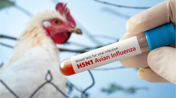 an-outbreak-of-avian-influenza-has-been-recorded-in-mariupol-about-700-chickens-infected