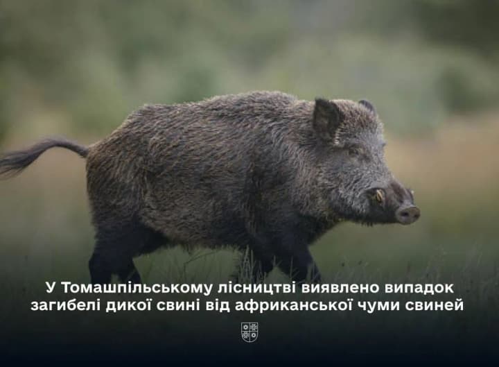na-vinnychchyni-zafiksovano-vypadok-afrykanskoi-chumy-svynei