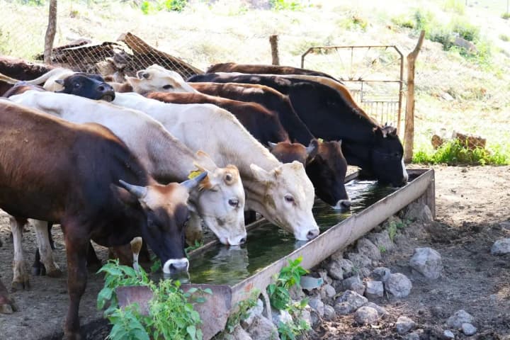 milk-scandal-in-georgia-the-largest-producer-fed-cows-with-chicken-manure