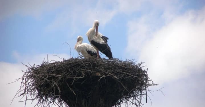 aist-odarka-iz-poltavskoi-oblasti-kotoruyu-brosil-partner-snesla-uzhe-trete-yaitso