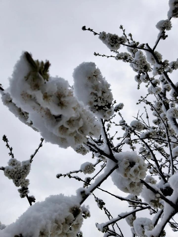 april-snow-in-moldova-photos-and-videos-appeared-on-social-networks