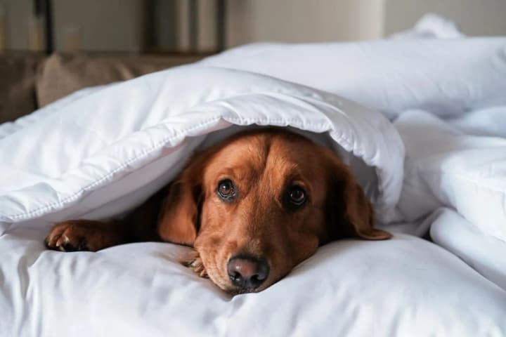why-its-important-to-wash-your-bedding-more-often-if-you-sleep-with-pets-simple-tips