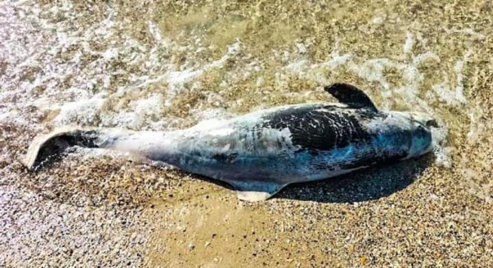 mass-death-of-dolphins-recorded-in-crimea-due-to-the-actions-of-the-occupiers