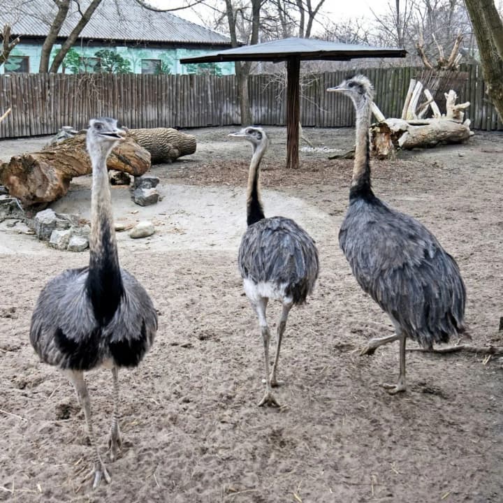 sohodni-den-liubyteliv-zooparku-yak-zviryntsi-zakhyshchaiut-tvaryn-pid-chas-viiny-v-ukraini