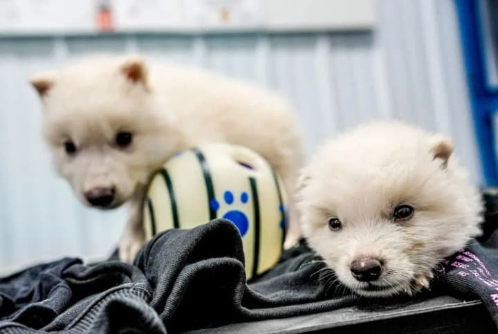 kompaniia-colossal-biosciens-voskresyla-liutovovkiv-iz-hry-prestoliv-fakhivtsi-sperechaiutsia-shchodo-pokhodzhennia-tvaryn