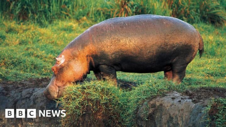 in-congo-more-than-50-hippos-have-died-from-anthrax