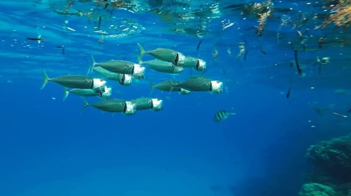 mackerel-stocks-on-the-brink-overfishing-has-led-to-catastrophic-consequences