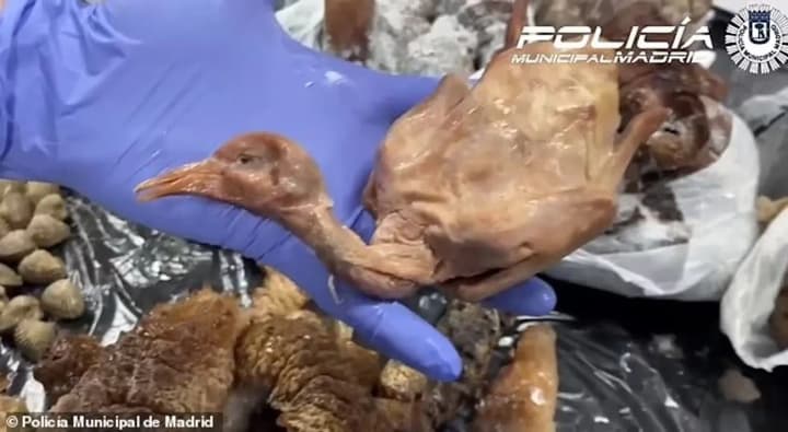 holub-zamist-kachky-u-madrydi-zakryly-kytaiskyi-restoran-cherez-pidminu-strav-y-antysanitariiu