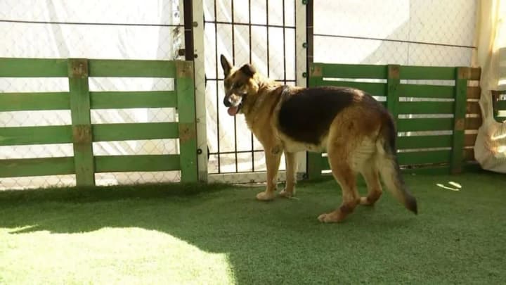 simvol-muzhestva-umerla-ovcharka-bagira-kotoruyu-spasli-iz-vodi-posle-podriva-kakhovskoi-ges