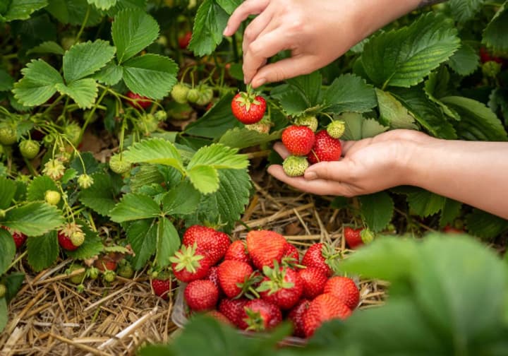harvesting-fruits-and-berries-expert-warned-of-major-problems-with-the-workforce