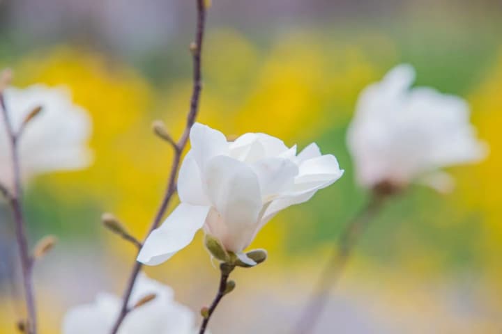 spring-weather-returns-to-ukraine-forecast-for-palm-sunday-and-easter