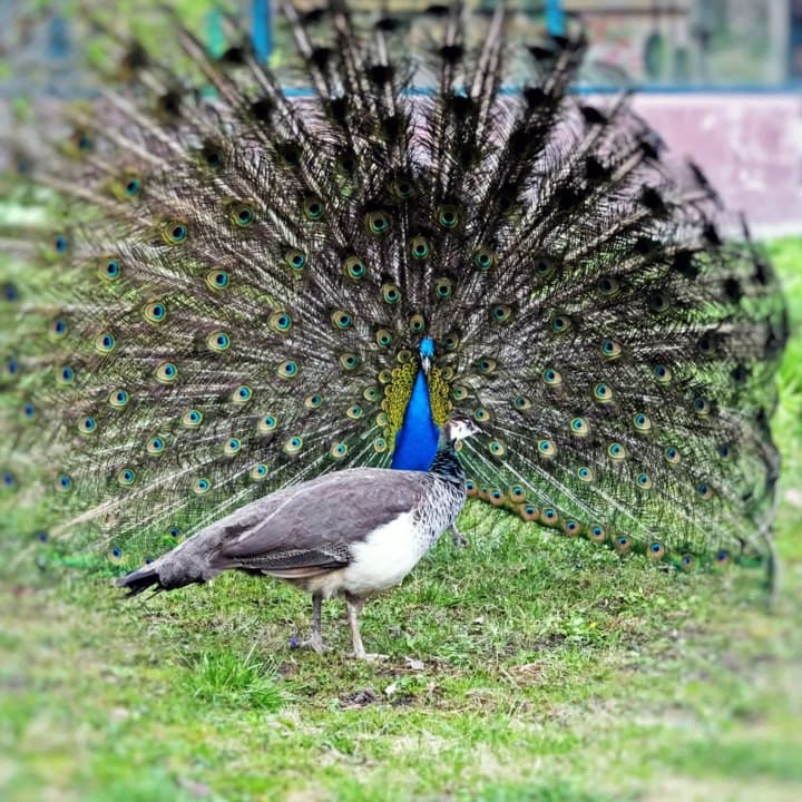 kyivzoo-popovnyv-ptashyni-ostrovy-indykamy-y-ekzotychnymy-pavychamy