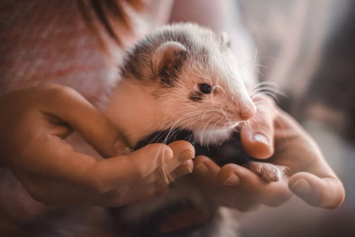 vsesvitnii-den-aviatsii-i-kosmonavtyky-vsesvitnii-den-khomiakiv-shcho-shche-vidznachaiut-12-kvitnia