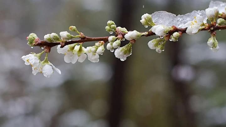 yellow-level-of-danger-forecasters-warn-of-frost-in-kyiv-and-the-region