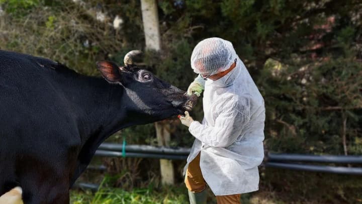 vspishka-yashchura-v-tsentralnoi-yevrope-strani-zakrivayut-granitsi-dlya-sderzhivaniya-virusa