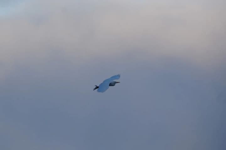 a-real-stroke-of-luck-for-biologists-an-egyptian-heron-was-spotted-near-the-akademik-vernadsky-station