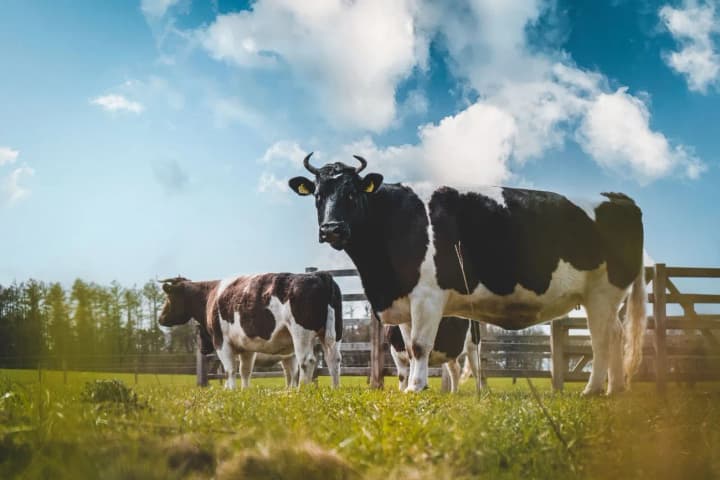 henofond-pid-buldozerom-chomu-ukraina-mozhe-vtratyty-desiatylittia-selektsiinoi-roboty-z-tvarynnytstva