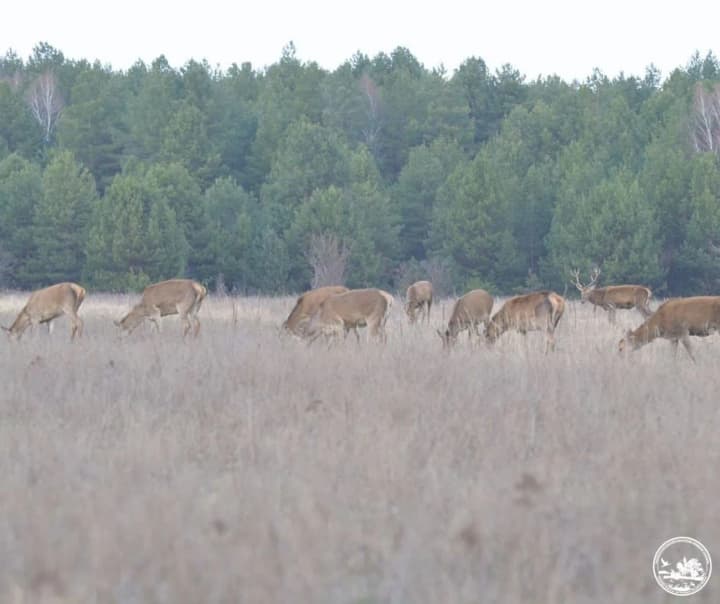 a-record-herd-of-red-deer-has-been-recorded-in-the-chernobyl-reserve-photo