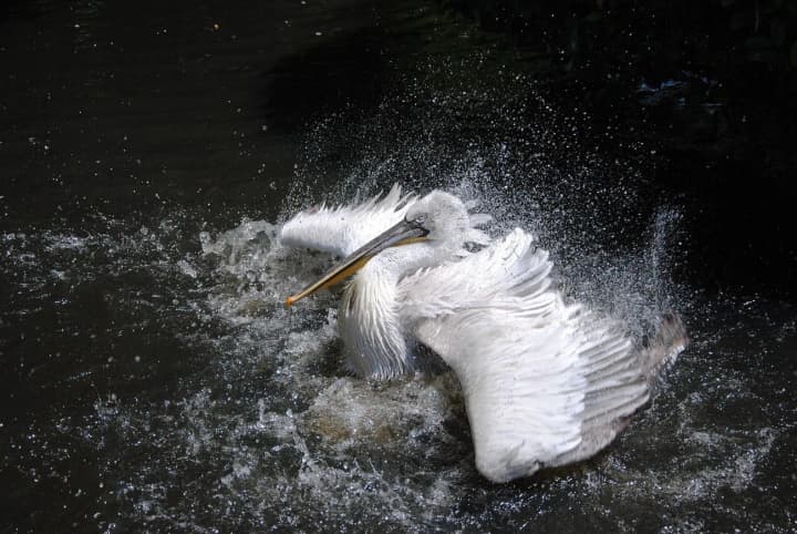 pelicans-are-dying-en-masse-in-the-usa-ecologists-are-sounding-the-alarm