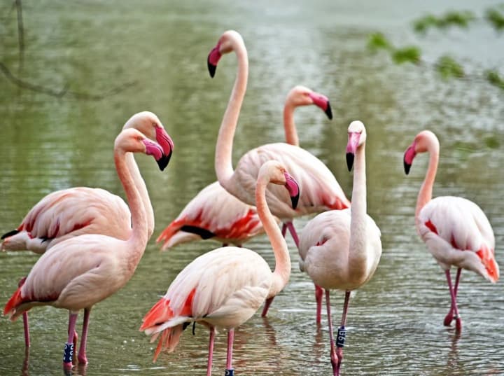 pink-flamingos-have-returned-to-the-summer-lakes-at-the-kyiv-zoo