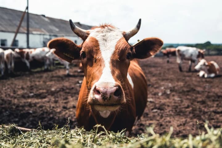 hotlines-regarding-foot-and-mouth-disease-and-bluetongue-were-launched-across-ukraine-due-to-the-outbreak-in-the-eu