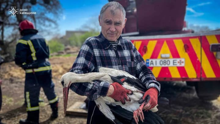 v-kievskoi-oblasti-spasli-aista-zaputavshegosya-v-verevke-na-visote