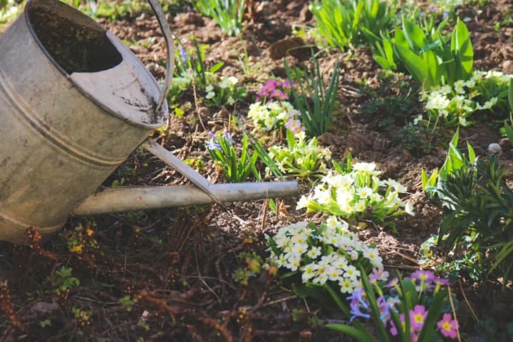 what-to-do-in-the-garden-in-may-things-you-cant-miss