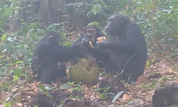 brytanski-vcheni-zafilmuvaly-alkovechirku-shympanze-shcho-lasuvaly-fermentovanymy-fruktamy