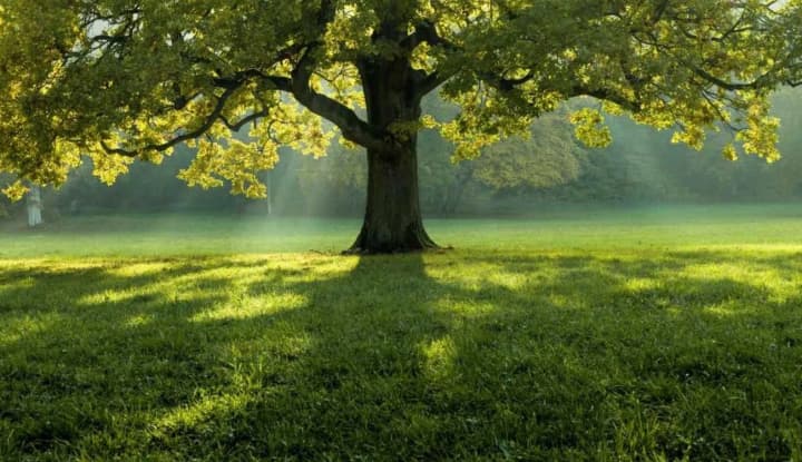 do-26-i-sontse-23-kvitnia-ukraina-znovu-bude-odniieiu-z-naiteplishykh-u-yevropi