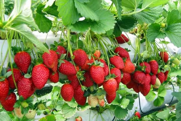 viral-seedlings-made-in-europe-why-ukrainian-farmers-are-losing-crops-and-money