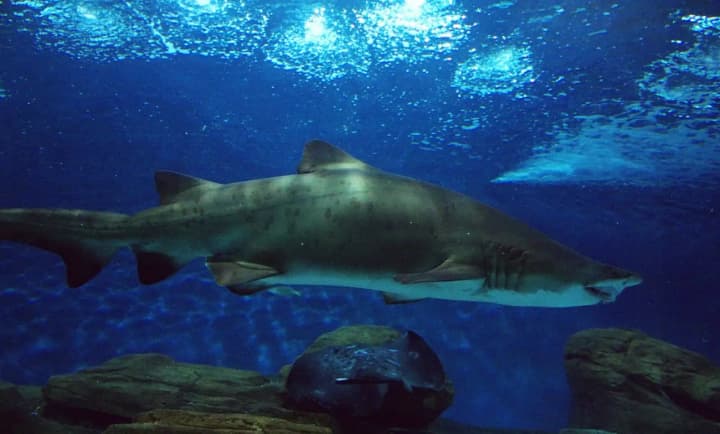 a-shark-attacked-a-swimmer-off-the-coast-of-hadera-he-is-missing