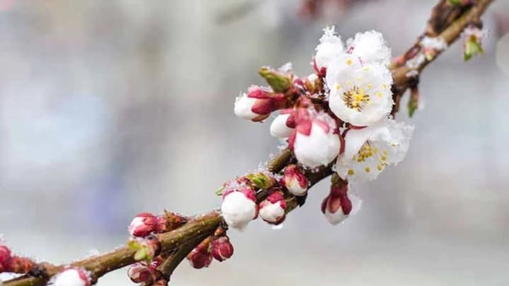 freezes-are-expected-in-ukraine-ukrhydrometcenter-warns-of-damage-to-trees-and-plants