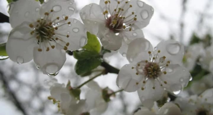 vesna-zamedlyaet-khod-v-eti-vikhodnie-ozhidaetsya-pokholodanie-grozi-i-dozhdi-s-vetrom