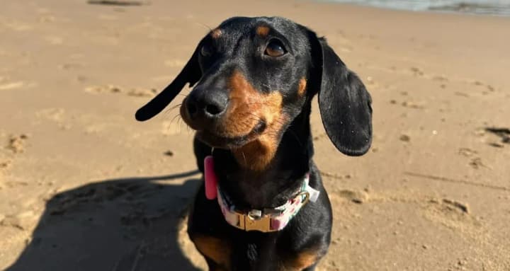 prozhila-529-dnei-na-ostrove-miniatyurnuyu-taksu-valeri-kotoraya-ischezla-v-yuzhnoi-avstralii-spasateli-nashli-tseloi-i-nevredimoi