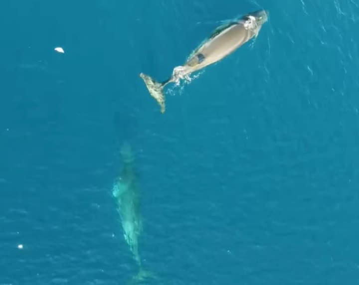 velyka-udacha-z-drona-znialy-antarktychnykh-smuhachiv-bilia-stantsii-akademik-vernadskyi