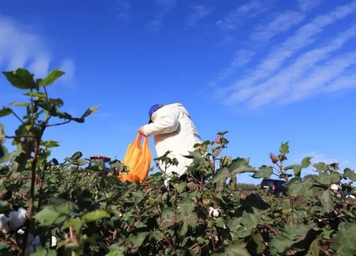 ukraine-will-stimulate-the-cultivation-of-cotton-necessary-for-gunpowder-what-is-expected