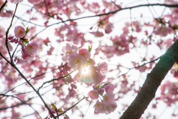 the-beginning-of-may-will-bring-up-to-24-degrees-in-ukraine-weather-forecaster