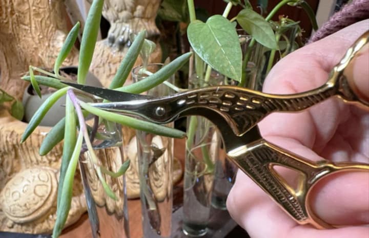 roslyny-vmiiut-krychaty-vcheni-rozpovily-yak-tse-vidbuvaietsia