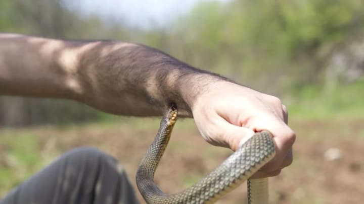 the-snake-activity-season-has-begun-in-ukraine-the-ministry-of-health-warns-of-the-danger