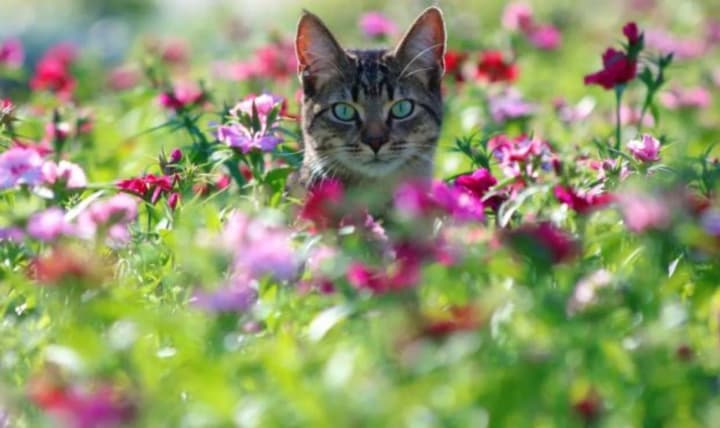 summer-heat-and-rain-weather-forecast-for-may-4-in-ukraine