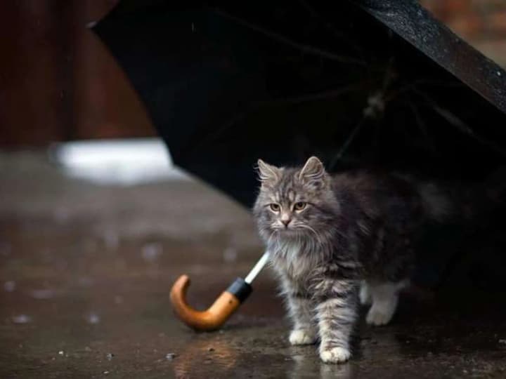 may-thunderstorms-will-cover-ukraine-weather-forecast-for-today