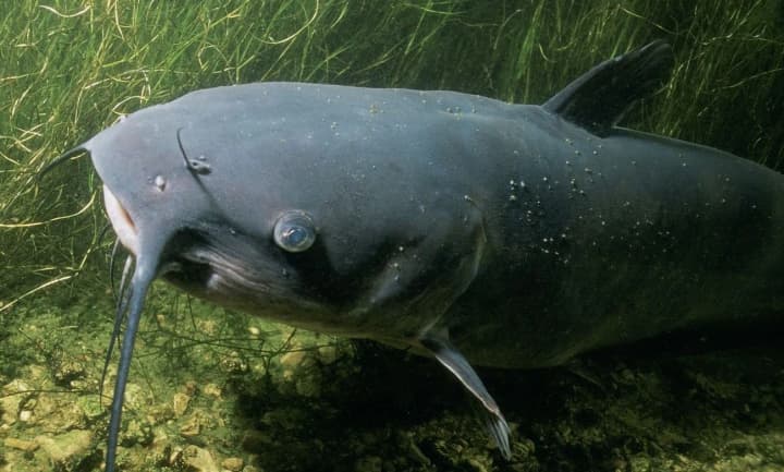 v-parizhe-ribak-poimal-v-sene-ogromnogo-dvukhmetrovogo-soma