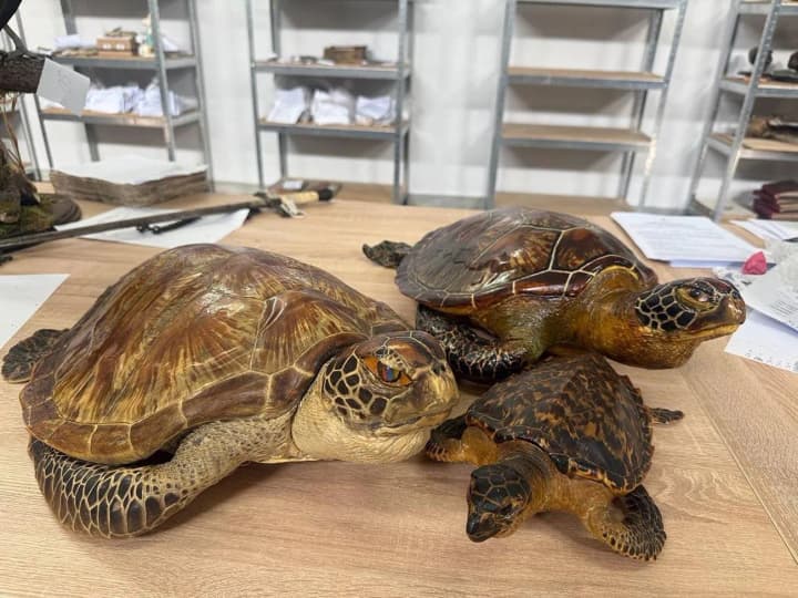 a-resident-of-kryvyi-rih-tried-to-export-stuffed-rare-sea-turtles-to-the-usa-the-exotic-cargo-was-seized