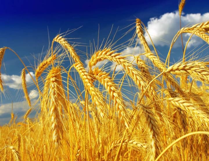 science-without-borders-how-the-agricultural-partnership-between-ukraine-and-the-eu-brings-new-achievements