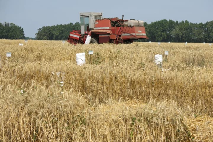 sozdayut-rekordi-i-priumnozhayut-urozhai-istoriya-agroinstituta-kotorii-popal-v-knigu-rekordov